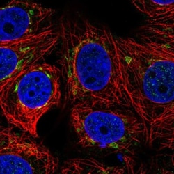 PLEKHH3 Antibody, Novus Biologicals 0.1mL; Unlabeled:Antibodies, Polyclonal